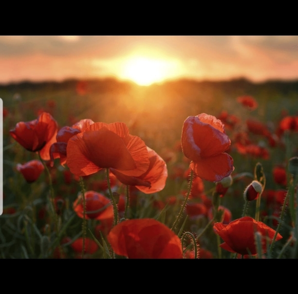 Meet your Posher, Corey - Picture 1 of 1